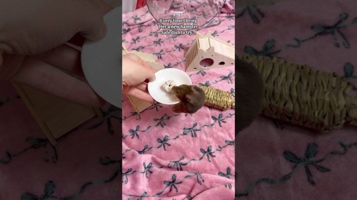 One Thing I Love About Miss. Maple… #shorts #hamsters #hamster #pets #pet