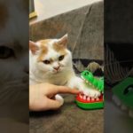 Os Donos do Caos e da Fofura.#shorts #gatos #cats #animais #pet #engraçado #humor #viral