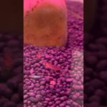 Our new pet🦐shrimp tank😍#redcherry #banana #shrimptank #viral #fish #shorts