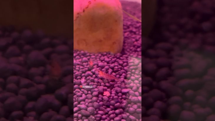 Our new pet🦐shrimp tank😍#redcherry #banana #shrimptank #viral #fish #shorts