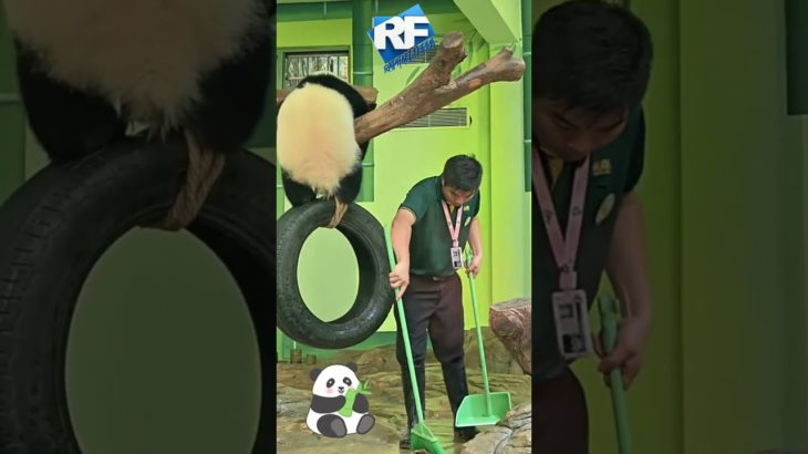 PANDA É ENGRAÇADO! #pets #pet #cat #dog #viral #viralvideo #viralshort