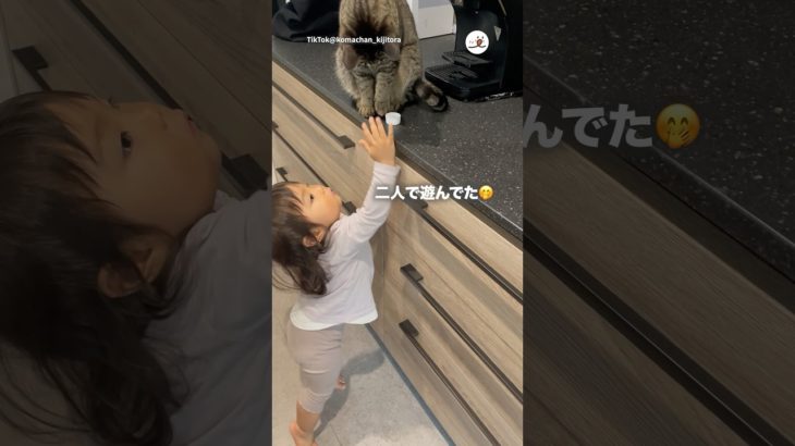 ペットボトルの蓋で遊んでた｜PECO