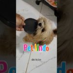 PET FOFINHO INTELIGENTE
