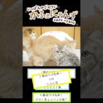 【かわいい】うちのぬっこたちのかわいい写真を見て Part1 #猫 #cat #shorts #ペット #かわいい #癒し