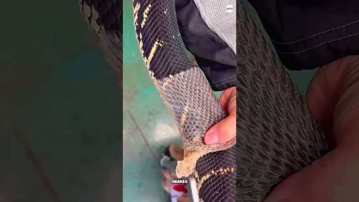 People keep removing the skin of their pet snakes and lizards #wildlife #viral