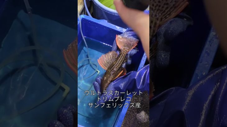 プレコ来ました！ペットバルーン (Pet Balloon) | アクアリウム 熱帯魚