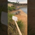 🐊 Pet Crocodiles Came Out in Cold – Dad’s Funny Explanation 😄 #FunnyShorts #FamilyComedy