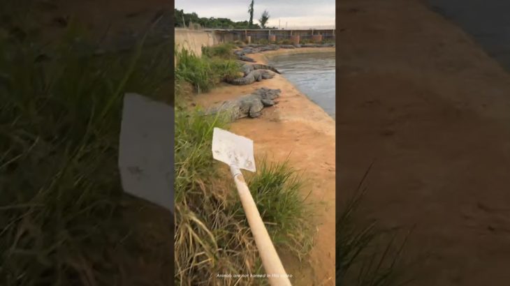 🐊 Pet Crocodiles Came Out in Cold – Dad’s Funny Explanation 😄 #FunnyShorts #FamilyComedy