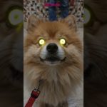 Pet Dog With Unique Expressive Eyes | Cute & Funny Reaction 🐶#shorts #cuteanimal #funny