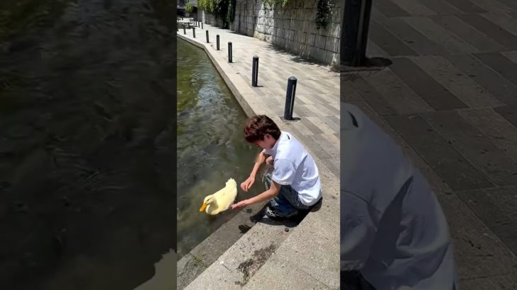 Pet Duck With Attitude Is the Cutest Thing Ever