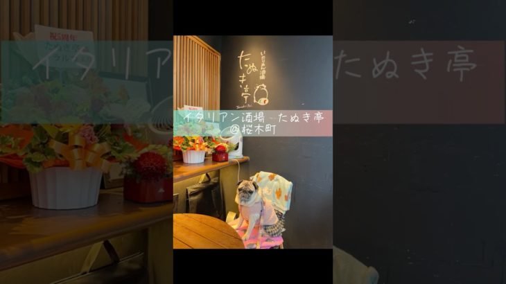 横浜　桜木町のペット同伴可　イタリアン酒場　Pet Friendly Italian restaurant and bar in Yokohama, Sakuragicho