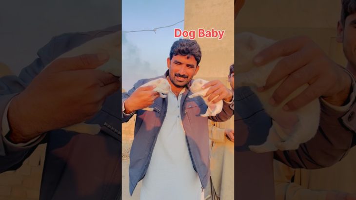 Pet House Main Dog Baby Ane Wala Hai #dog #dogbaby #dogshorts #petlover #pets