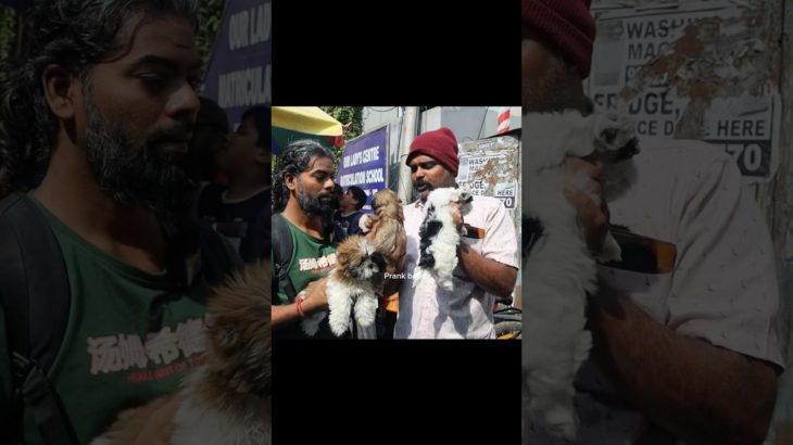 Pet Lovers Must Visit This Market 🐶 | Broadway Pet Market 2026 #prankbabu #pets #shorts #2026