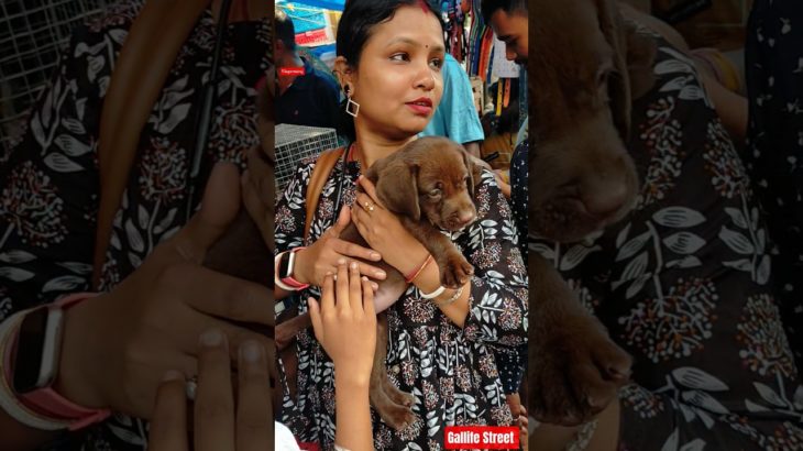 Pet Market Kolkata 😍/lowest price puppy dog/Gallif Street dogs #shorts #viral #dog #dogs #doglover