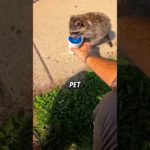 Pet Raccon In Chicago @brian636/YT