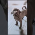 Pet Tommy #pets #shorts #viral #shortvideo #viralvideo