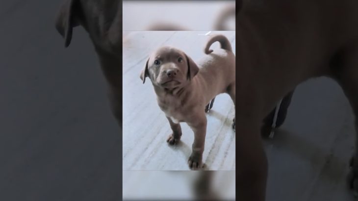 Pet Tommy #pets #shorts #viral #shortvideo #viralvideo