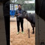 Pet bhara, phir bhi doodh kam? #shortsYoutube