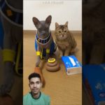 Pet owner tests dog 🐶 & cat 🐱 intelligence 😱 #shortsvideo #ytshorts
