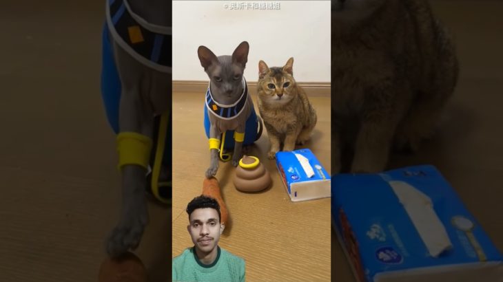 Pet owner tests dog 🐶 & cat 🐱 intelligence 😱 #shortsvideo #ytshorts