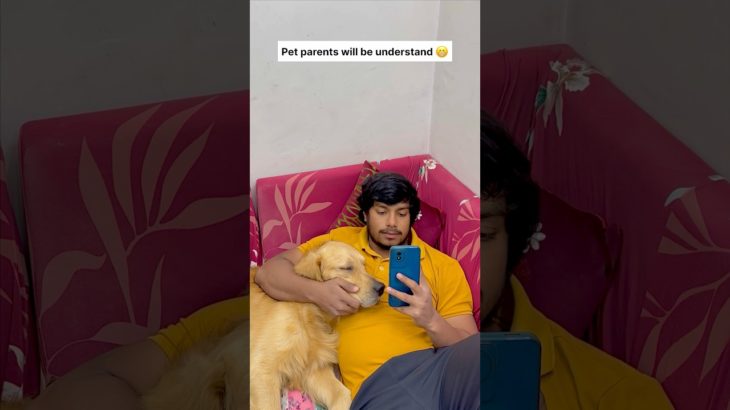 Pet parents will be understand 😊🐶 #goldenretriever #dog #shorts