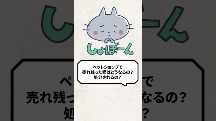 Q：ペットショップで売れ残った猫はどうなるの？ #猫 #猫好き #ねこ