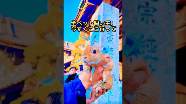 【全ペット飼い主必見】柴又帝釈天の「QRコードお守り」が凄すぎる！