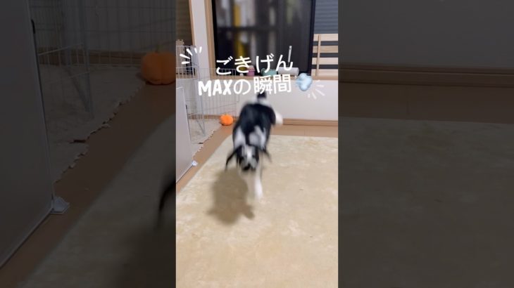 幸せなうさぎのバンキー｜Rabbit Binky🐰　#ペットのいる暮らし #うさぎ #うさぎのいる生活 #bunny #うさぎさん