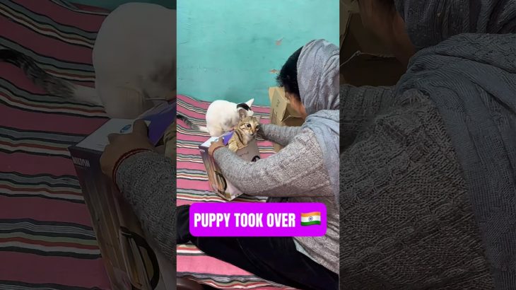 Republic Day Chaos at Home 🇮🇳🐶🐱