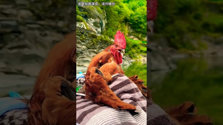 Rural Life Reality 🐓 | From Pet to Food #shorts