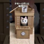 S家の猫神社⛩️ #ねこ #保護猫 #癒しのペット動画 #神社 #アメリカ生活 #shorts