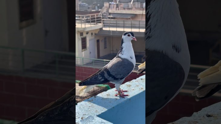 Sawas shirazi pet race Me utar diya #vlogs #minivlog