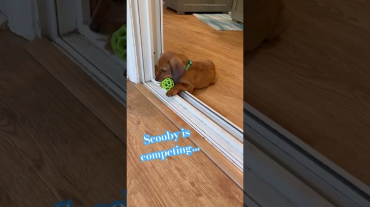 Scooby! ♥️ #dog #puppy #cuteanimal #fyp #fypage #pet #petlover #doglife #collegedog #petlife #love