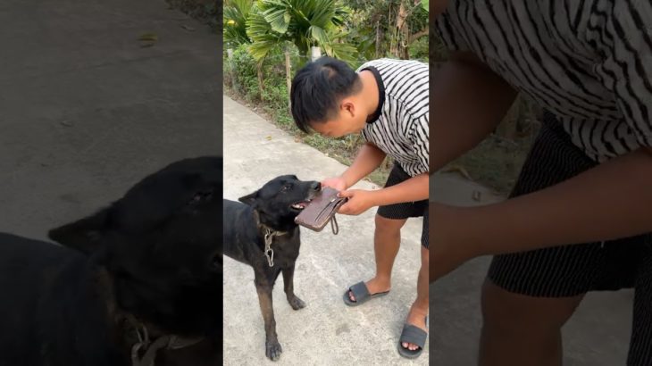 Smart Dog Finds His Owner’s Lost Wallet – A Heartwarming Pet Story#dog #lovedog #pets