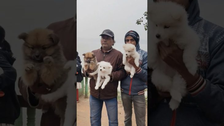 So Cute ❣️🔥| Serampore Pet Market |galiff street Pet Market kolkata #dog #shorts #pets #germanspitz