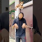 Street dog 🆚 pet dog 🐩🦮|| #shorts #funny #viral #dog #streetdog #relatable #fun