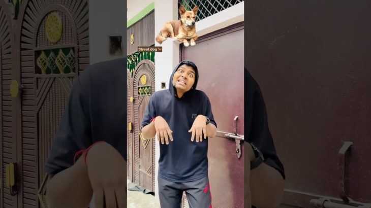 Street dog 🆚 pet dog 🐩🦮|| #shorts #funny #viral #dog #streetdog #relatable #fun