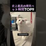 史上最高の爆笑ペット瞬間TOP9