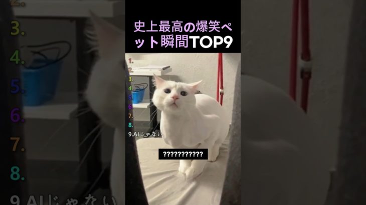 史上最高の爆笑ペット瞬間TOP9