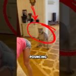 😱 The Most Dangerous ‘Pet’ Ever? #animals #shortsfeed #cat