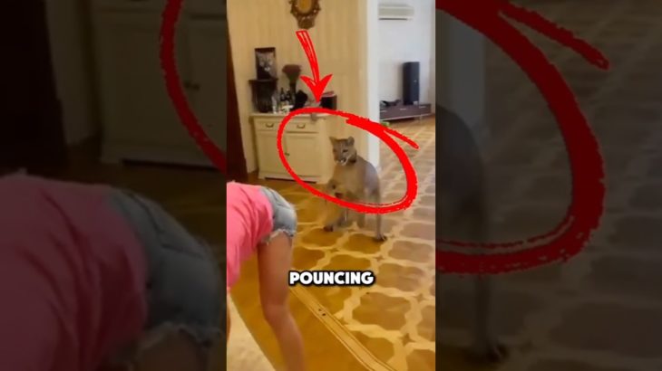 😱 The Most Dangerous ‘Pet’ Ever? #animals #shortsfeed #cat