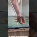 The feat of pet Macchaliya #shorts #facts #viral