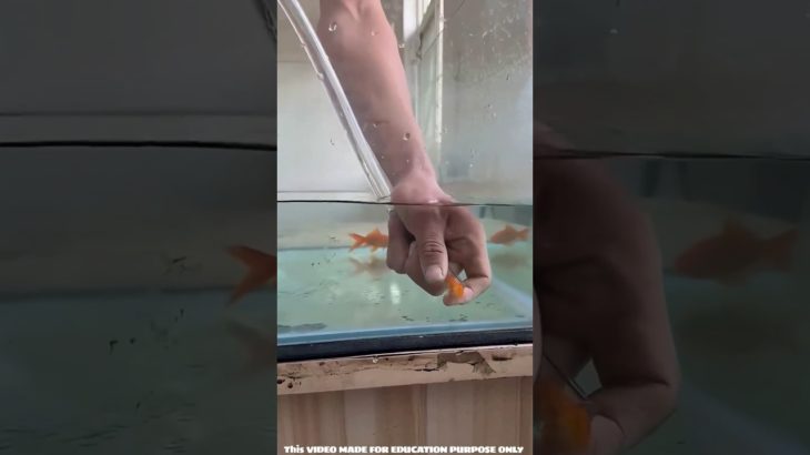 The feat of pet Macchaliya #shorts #facts #viral