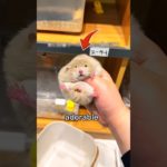 This Girl Has A Adorable Pet Hamster.. So She…😍🐹 #shorts