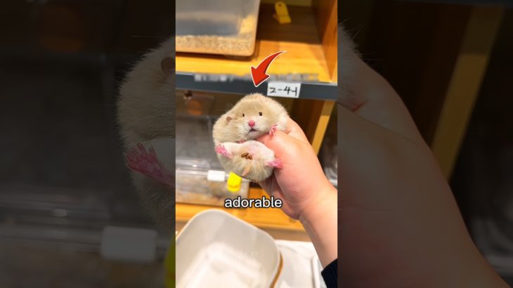 This Girl Has A Adorable Pet Hamster.. So She…😍🐹 #shorts