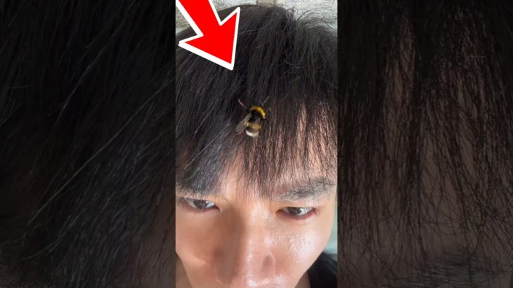 This Guy Has a Pet Bee — and She Goes Everywhere With Him #shorts
