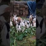 This is how the little rabbit steals corn. Cute pet debut plan. Rabbit rural little cute pet