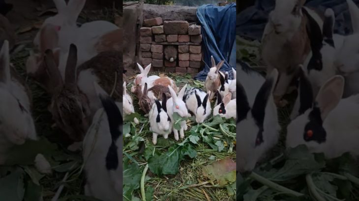 This is how the little rabbit steals corn. Cute pet debut plan. Rabbit rural little cute pet