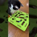 ペットちゃんのボールで知育！（犬ちゃん、猫ちゃん）オススメ！ #ハチワレ猫 #TikTokShopこれ買い #PR #トクトクSALE