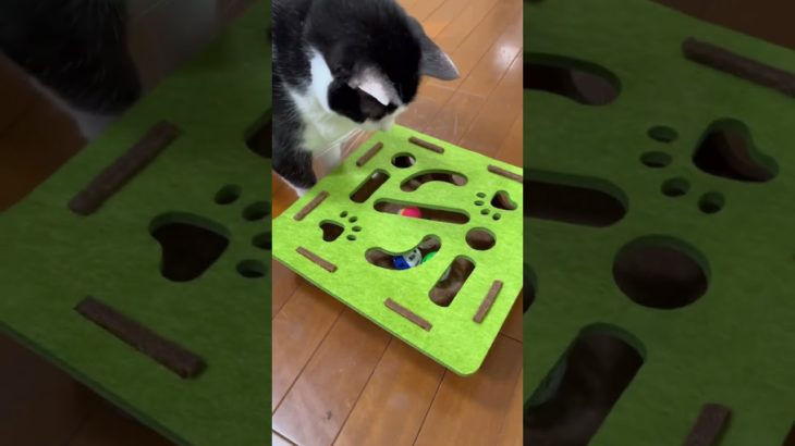 ペットちゃんのボールで知育！（犬ちゃん、猫ちゃん）オススメ！ #ハチワレ猫 #TikTokShopこれ買い #PR #トクトクSALE